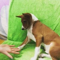 basenji_puppies_17596026_1243793229068895_6872594813502357504_n.jpg
