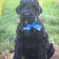 black_russian_terrier_puppies_43765349_2140557006208438_6229221490193436308_n.jpg