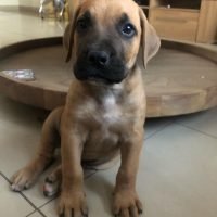 boerboelpuppiessa_272321204_455261149484943_1084569306137152699_n.jpg