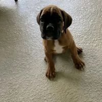 boxer.puppies_340680487_1201087187259092_7953225112891647952_n.jpg