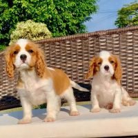 cavalierkingcharlespuppies4_420940854_1723313284827998_1233843329895702039_n.jpg