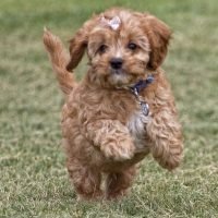 cavapoo_puppies_20181336_118920042068306_1607948340153024512_n.jpg