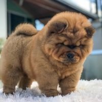 chow_chow.puppies_78939716_162613568396304_6061000834499193298_n.jpg