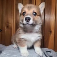 corgipuppies_for_adoption_440756746_759736189478310_696398751358312605_n.jpg