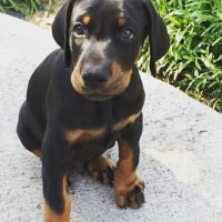doberman_puppies_11325848_1681420532078844_1886703929_n.jpg