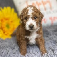 golden_doodle_puppies_spot_446277050_717734610377151_4146965182601356146_n.jpg