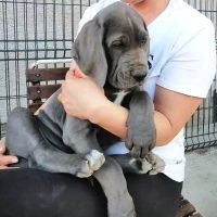 great_dane.puppies.foradoption_447564872_1588828491973177_8731947627785154775_n-1.jpg