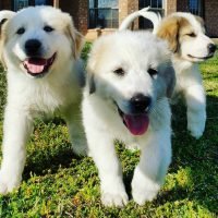 greatpyreneespuppies_54513880_2274771879251151_4226776837620229918_n.jpg