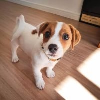 jack_russel_puppies_282349415_1267664600670744_39369034682482965_n.jpg