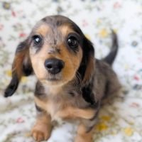 miniaturedachshundpupsforsale_444456115_1359589901372471_2550760797758003818_n.jpg