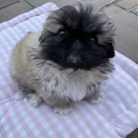 pekingesepuppies_available_201004087_481796479562776_536782477885289960_n.jpg