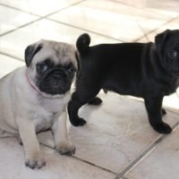 pug_puppies_for_adoption1_130549492_397286921582139_2780285643350638780_n.jpg