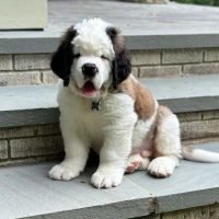 saint_bernard_puppies_near_me_407748808_1352295535420866_5632671196875774043_n.jpg