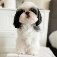 shihtzu_puppies_home_343273529_981454879885905_6534330280223864314_n.jpg