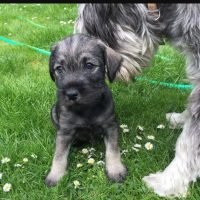 standard.schnauzer.puppies_310167694_614786893437317_2036504336810098129_n.jpg