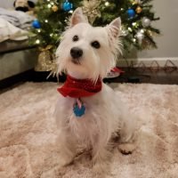 westie.breeder_287544973_719135252842553_1375154592052609371_n.jpg